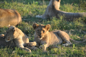 Lion Cubs