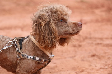 Poodle dog