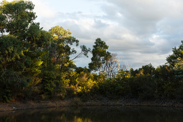 Glade of light shedding across tranquil afternoon pond setting.