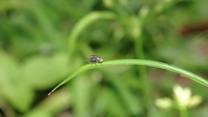 Mosca azul
