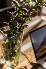 Flower placed in vase on home table top with laptop in background.