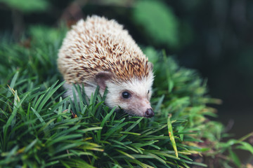 Fototapeta premium Hedgehog, (Scientific name: Erinaceus europaeus) European hedgehog in natural garden habitat with green grass.