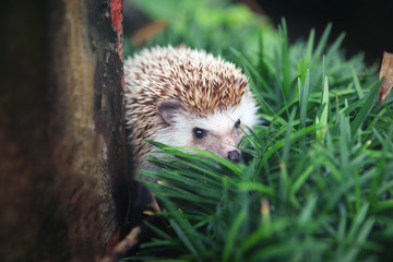 Hedgehog, (Scientific name: Erinaceus europaeus) European hedgehog in natural garden habitat with green grass.