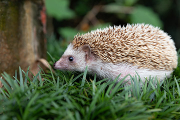 Hedgehog, (Scientific name: Erinaceus europaeus) European hedgehog in natural garden habitat with green grass.
