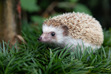 Hedgehog, (Scientific name: Erinaceus europaeus) European hedgehog in natural garden habitat with green grass.