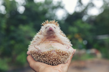 Hedgehog, (Scientific name: Erinaceus europaeus) European hedgehog on hands in the natural garden habitat.