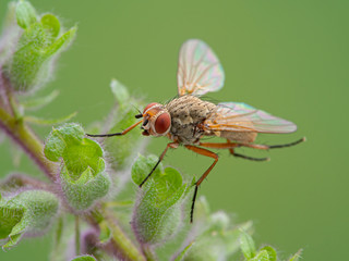 root-maggot fly, Anthomyiidae species, grooming its hind legs while perched on an Iranian wood sage flower, 3/4 view