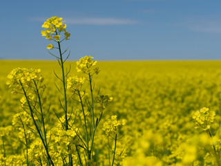 Multiple Bright Yellow Canola Flowers in Canola Field