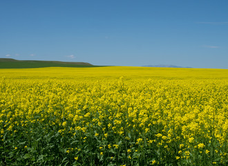 Huge Field of Blooming Canola Plants with Blue Sky Above