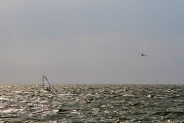 Windsurfer on the sea and a seagull in the sky