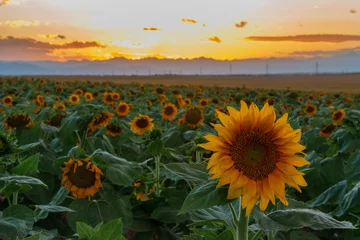 Rolgordijnen zonnebloem veld met zonnebloemen ondergaande zon © logan