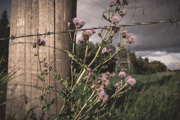 Barbed Wire and Flowers
