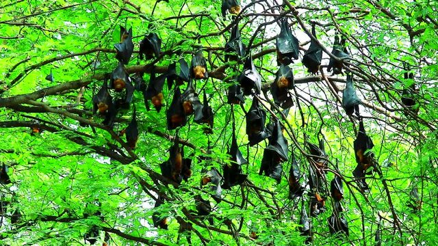 hundreds of Lyle flying fox sticking on tree branches Hanging his head down to sleep and relax