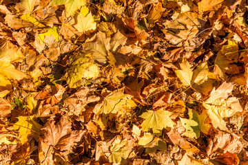 Background of yellow fallen maple leaves
