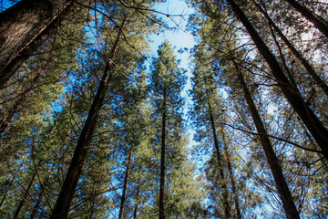 Pine Forest 