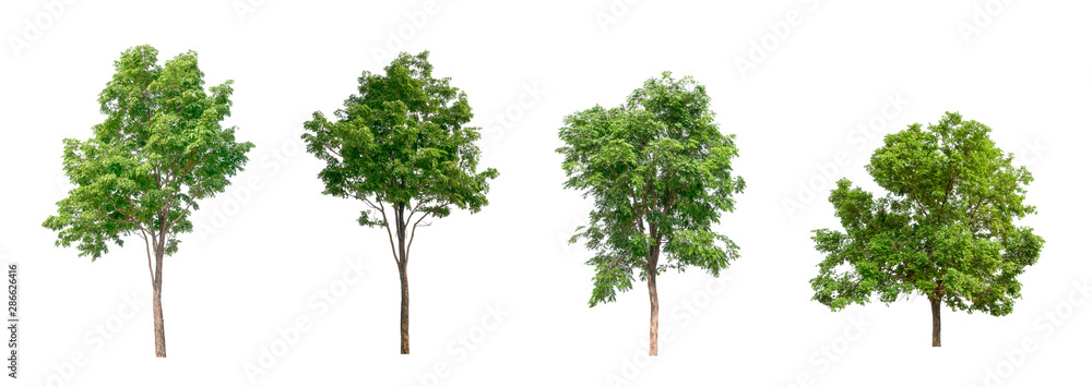 Poster isolated dead tree collection on white backdrop