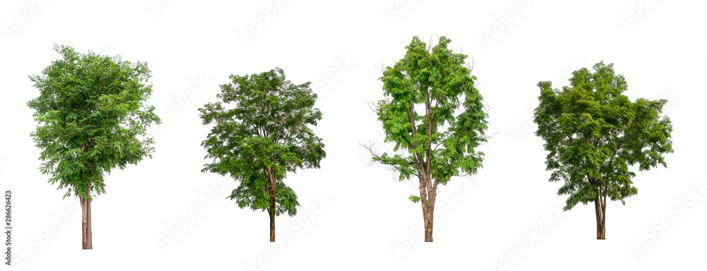 Poster isolated dead tree collection on white backdrop