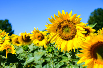 Fototapeta premium Girasoles