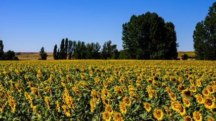 Girasoles