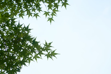 green leaves on the tree in the sky