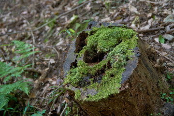 Close up shot of moss on the old wood