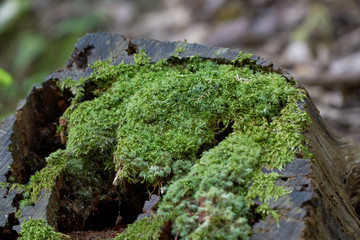 Close up shot of moss on the old wood