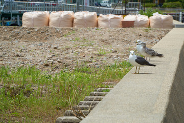 Close up shot of Seagull near the seashore
