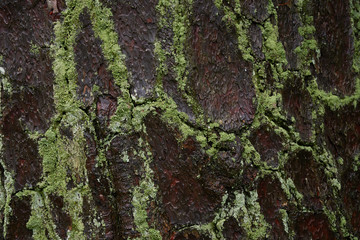 Close up shot of moss on the wood surface