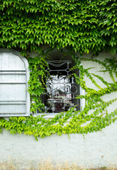 Ivy Window