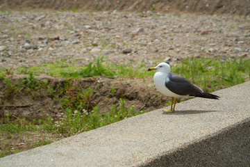 Close up shot of Seagull near the seashore