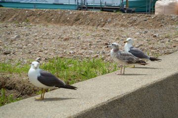 Close up shot of Seagull near the seashore