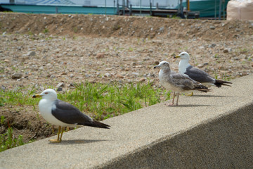 Close up shot of Seagull near the seashore