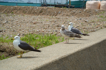 Close up shot of Seagull near the seashore
