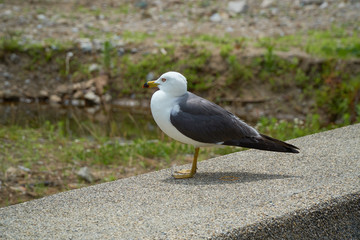 Close up shot of Seagull near the seashore