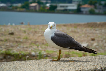 Close up shot of Seagull near the seashore
