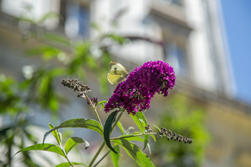 Butterfly and Purple Flower