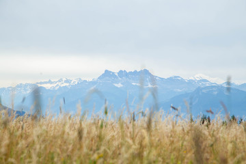 Swiss Mountains and Wheat