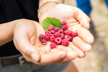 Raspberries in Hand