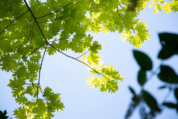 Oak Green Leaves