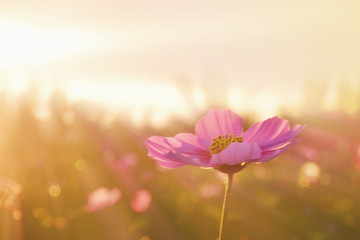 Soft blurred cosmos flower blooming with sunset sky