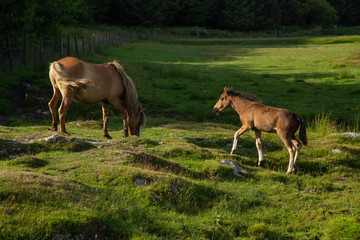 Cornwall Horses