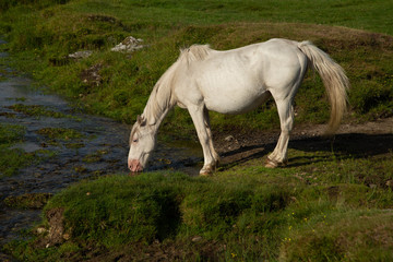 Cornwall Horse
