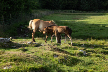 Obraz na płótnie Canvas Cornwall Horses