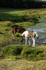 Cornwall Horses