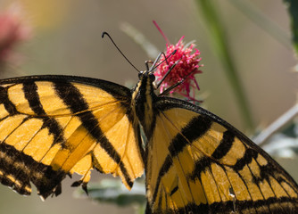Close up of a Swallowtail Butterfly with it's tongue extended into a hot pink flower. 