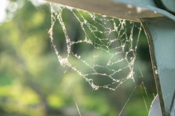 Spiderweb