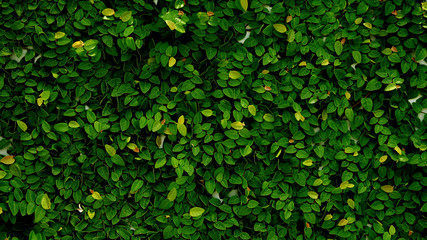 Fototapeta na wymiar Leaves texture background , wallpaper pattern