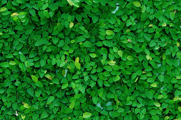 Fototapeta na wymiar Leaves texture background , wallpaper pattern
