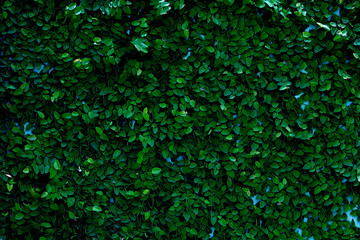 Leaves texture background , wallpaper pattern