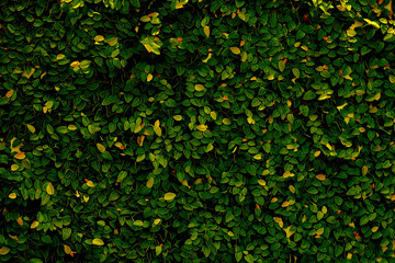 Leaves texture background